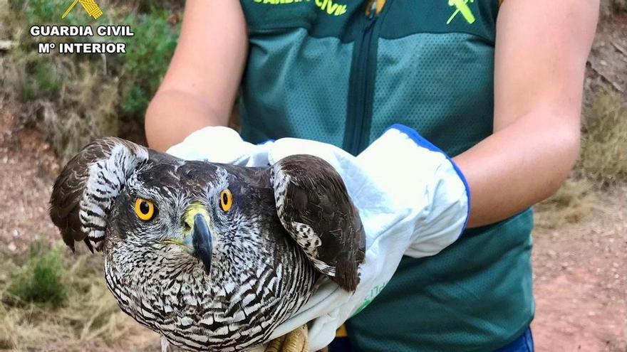 Endesa acumula 200 expedientes sancionadores de la Generalitat por las aves electrocutadas