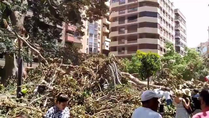 Cae una rama del ficus de Santo Domingo (III)