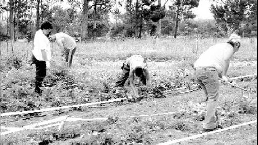 Trabajadores preparando una parcela de cultivo en la finca de «El Cabillón».