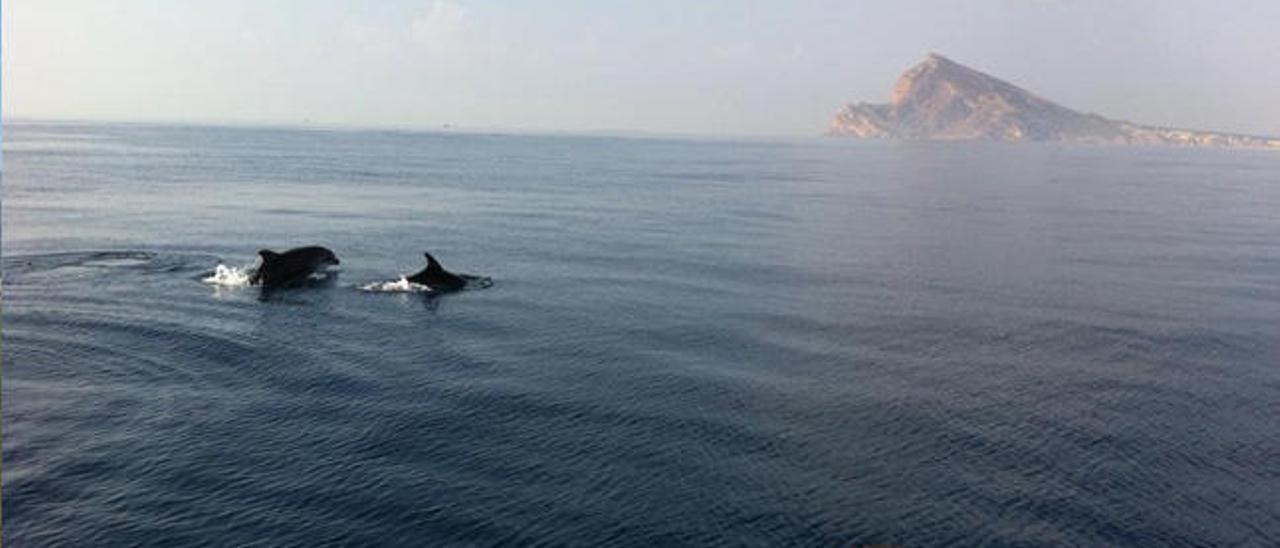 Dos delfines nadando cerca de la costa de Benidorm, con la Serra Gelada al fondo, tomada a principios de septiembre.