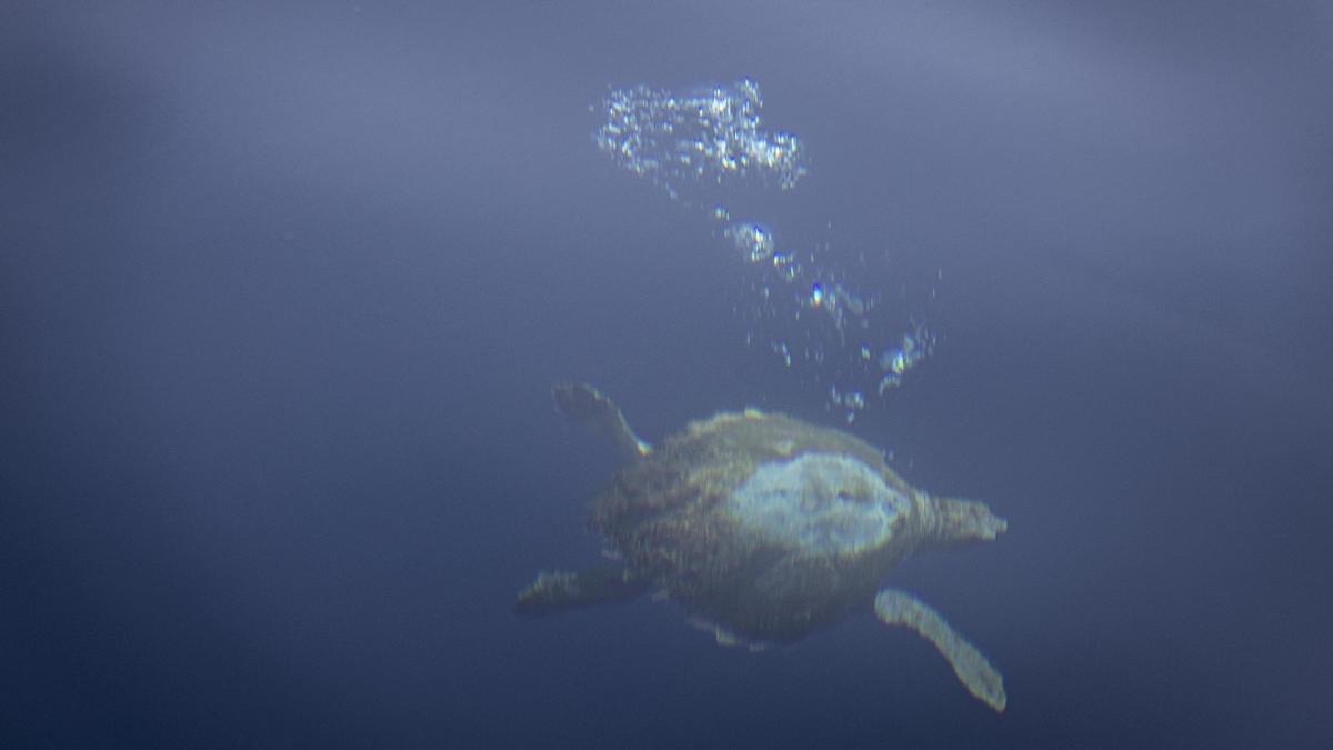 Tortuga avistada esta semana desde el Ría de Ferrol.