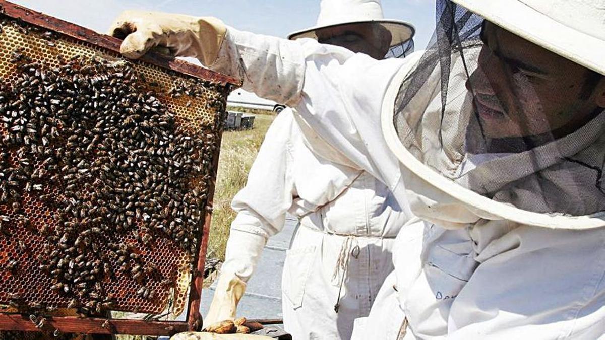 Un apicultor muestra un panal de abejas.