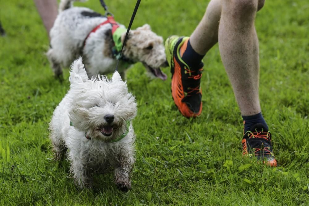 "Can We Run": Deporte, perros y solidaridad toman Gijón