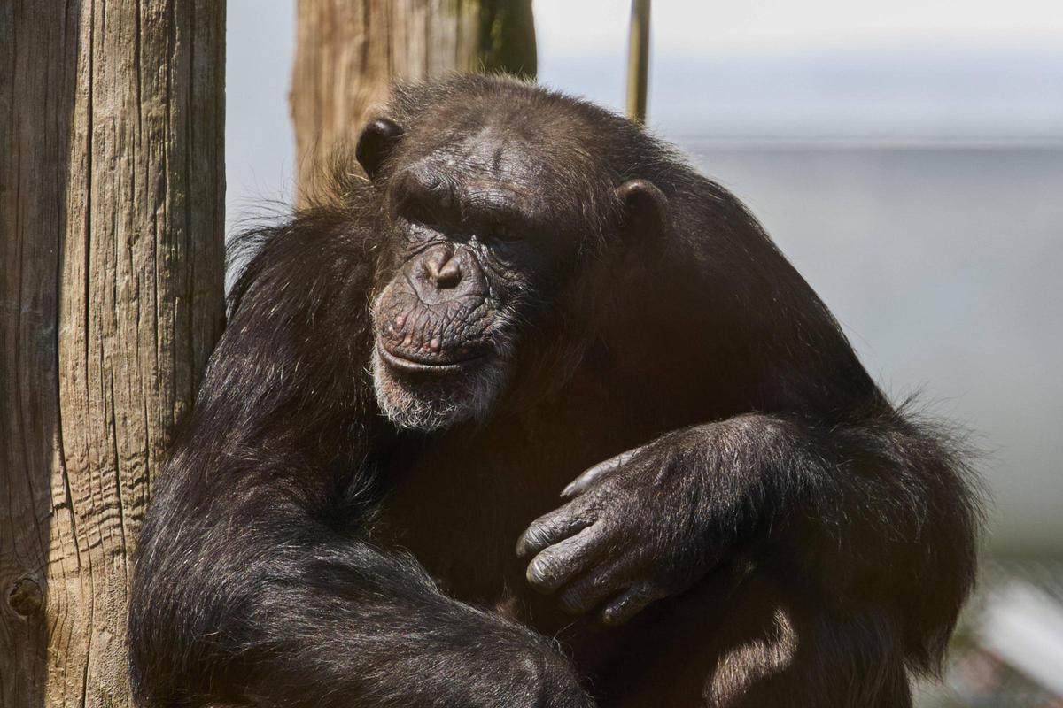 La Fundació Mona, ubicada a Riudellots de la Selva
