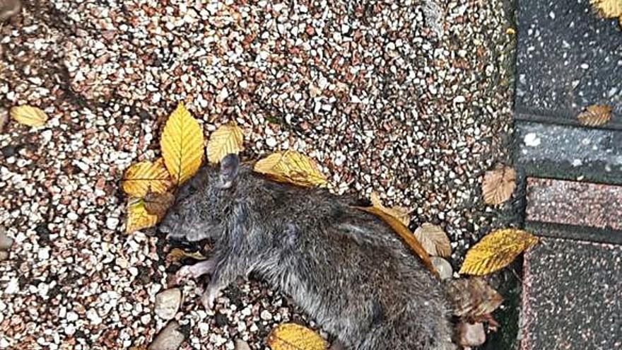 La plaga de ratas va a más en Lugones: “Son tan grandes que hasta los gatos corren de ellas”