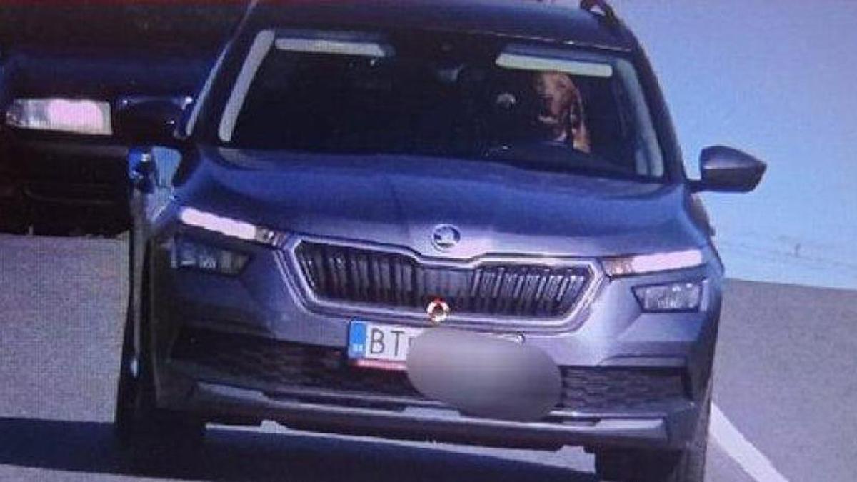 Un perro pillado conduciendo un coche en Eslovaquia