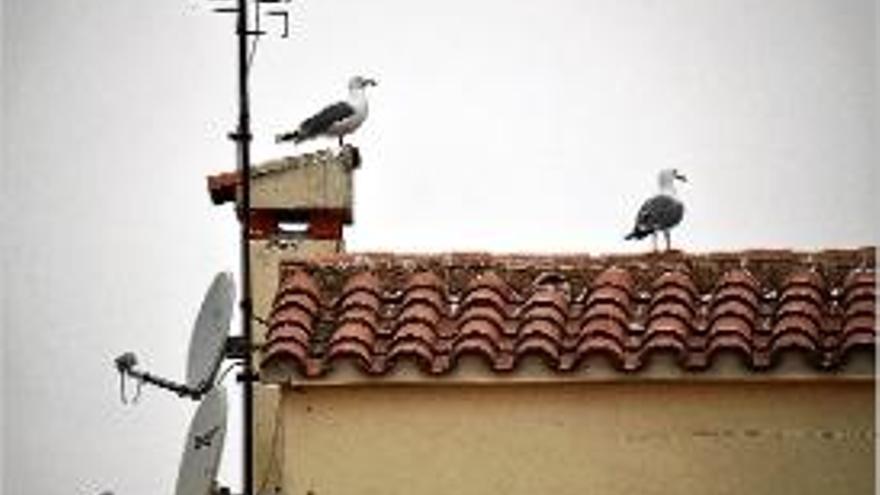 Els gavians de l&#039;Escala, on comença la campanya.