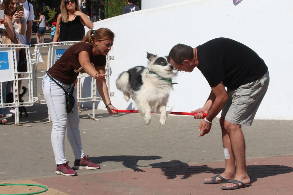 El Parque Huelin ha acogido la primera edición de un evento destinado a las mascotas y a sus dueños, con carreras en diversas categorías, actividades gratuitas y numerosos stands