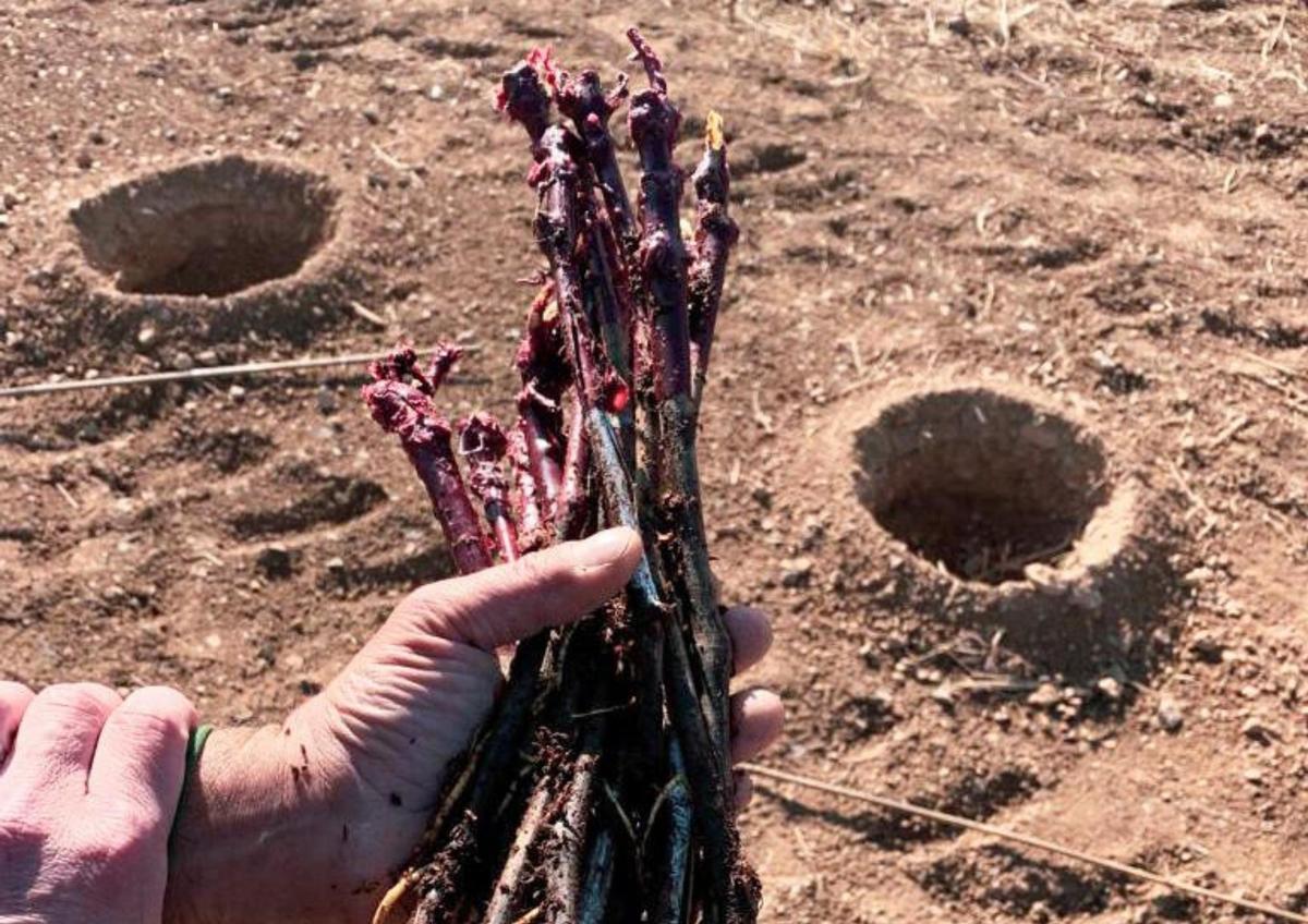 Las primeras de estas viñas fueron injertadas directamente en el campo.