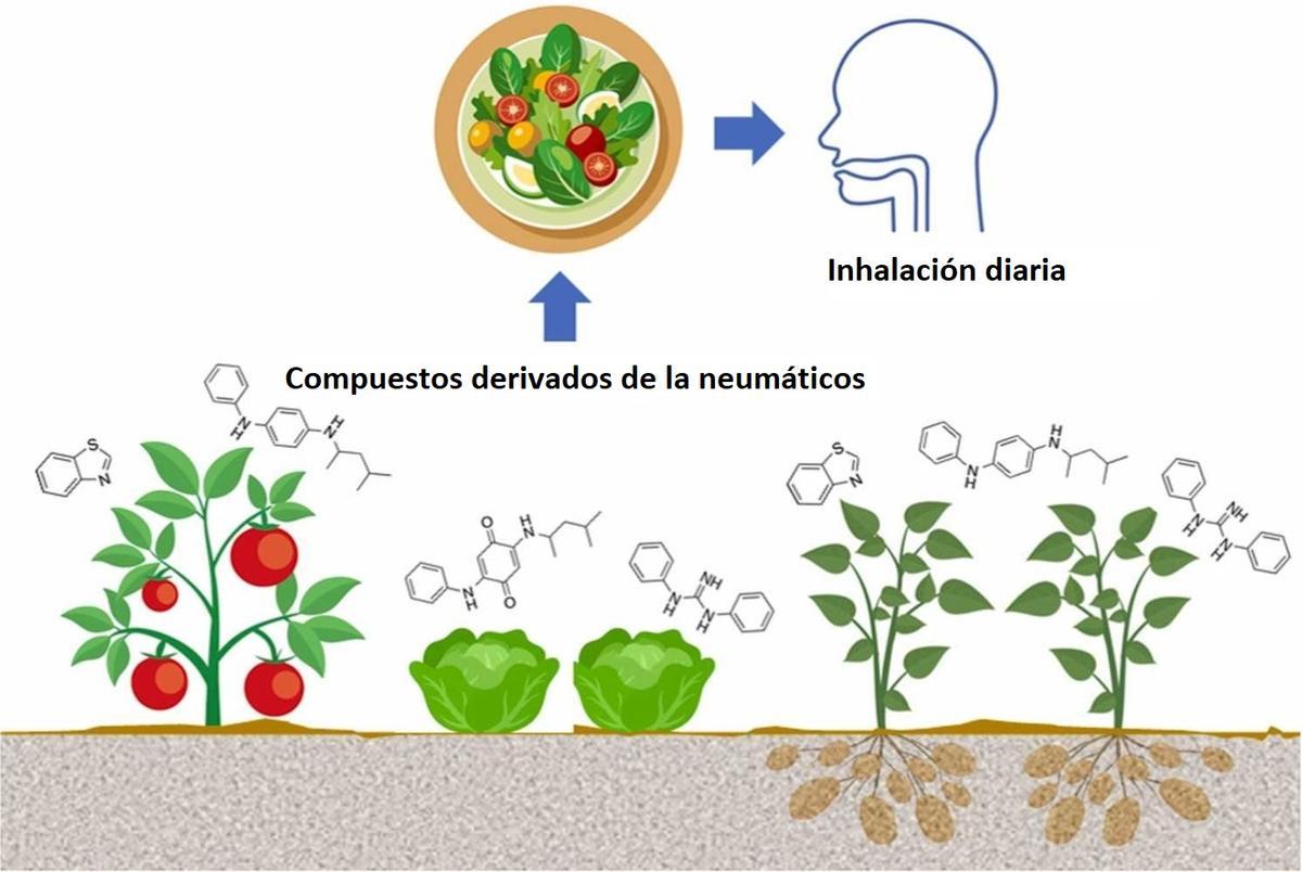 El proceso va desde la carretera hasta las plantas y el ser humano