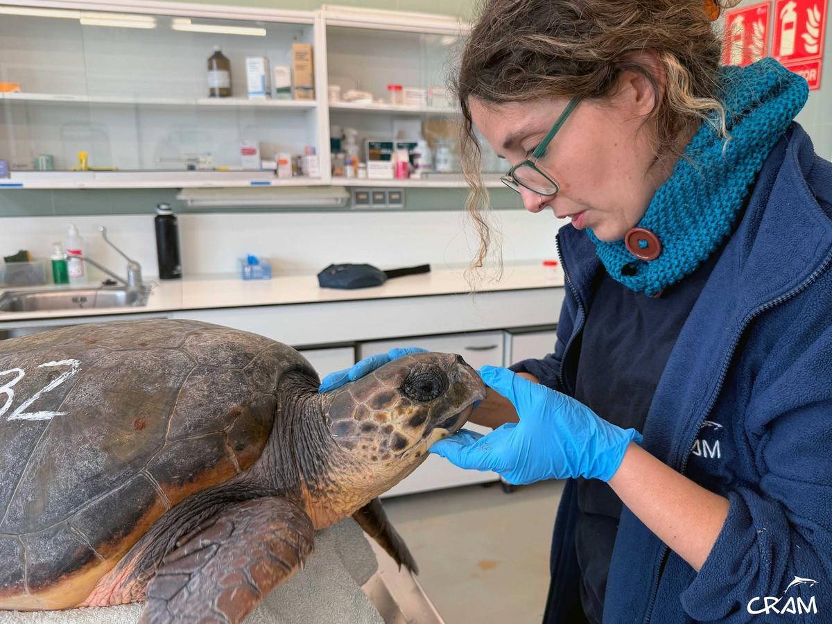 La veterinaria del CRAM, Lucía Garrido, atenent una tortuga