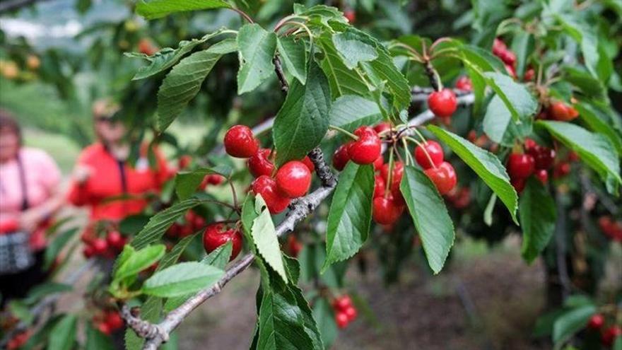 Las primeras cerezas certificadas estarán en breve en los mercados