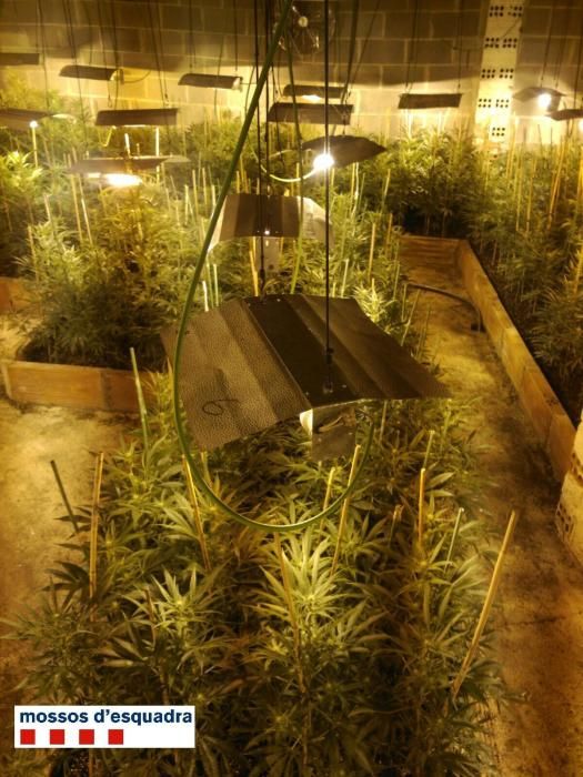 Plantació de marihuana a l''interior d''una casa de Sant Gregori