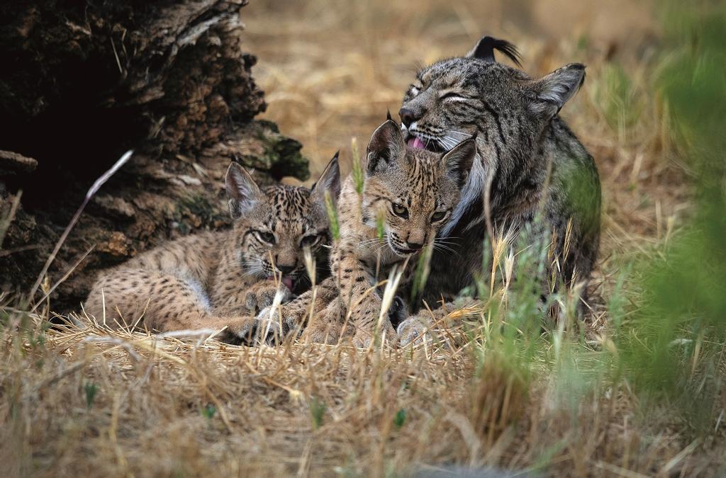 Lince ibérico con sus crías.