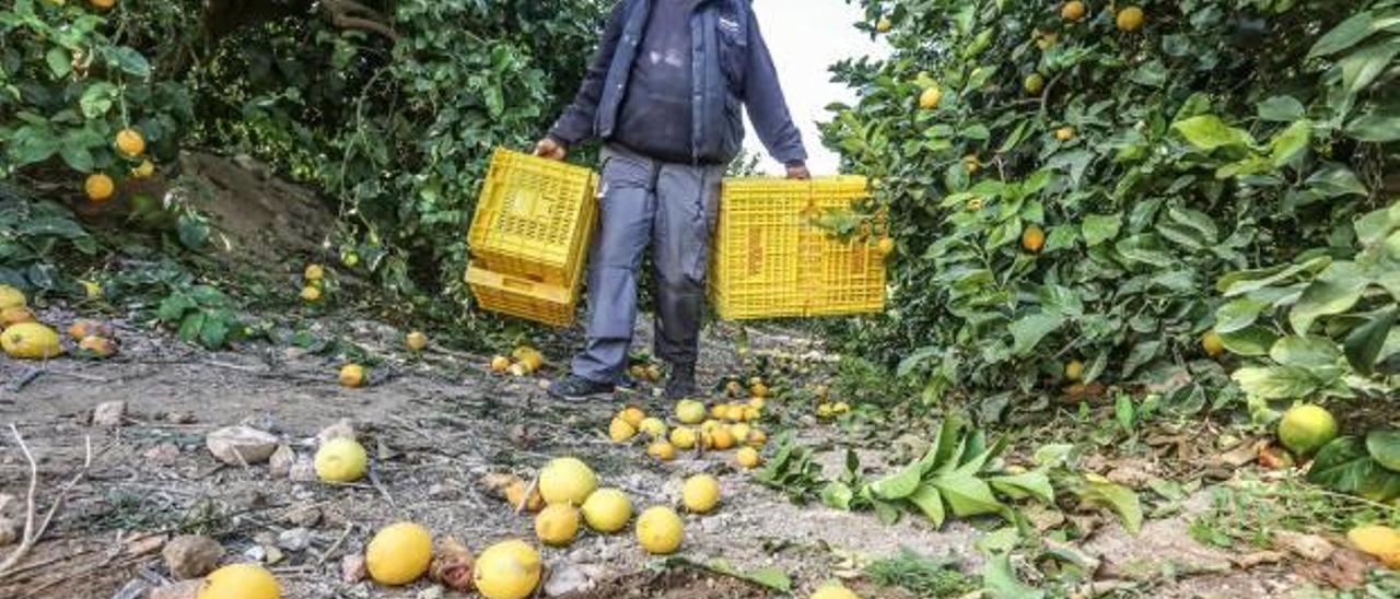 Imagen de un agricultor recogiendo limones en una finca de Benijófar, donde parte de la producción se pierde por la sequía.