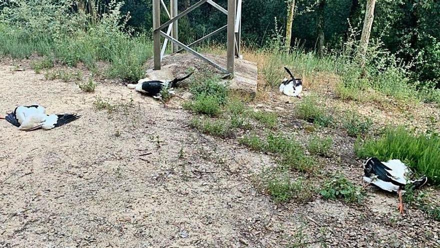 Les quatre cigonyes que es van trobar mortes a Girona