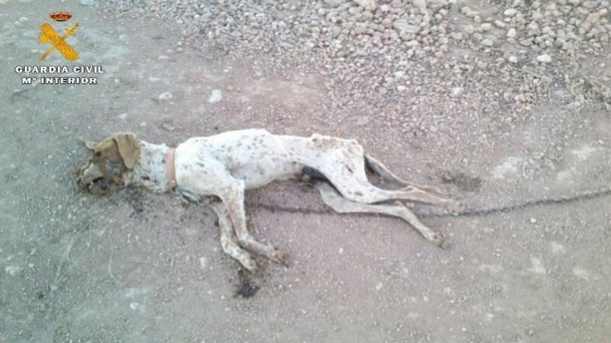 PAR Zaragoza propone medidas para fomentar la lucha contra el maltrato animal