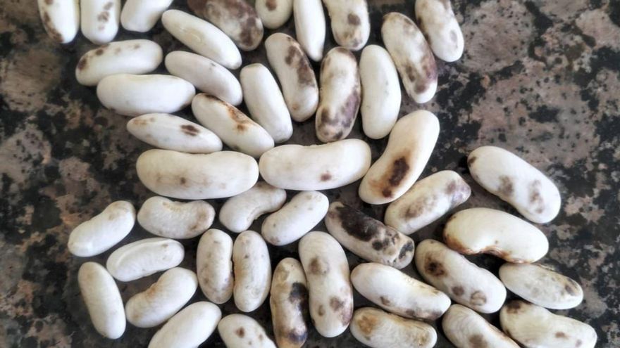 Fabas contaminadas con el hongo de la antracnosis, en la campaña del año pasado. | LNE