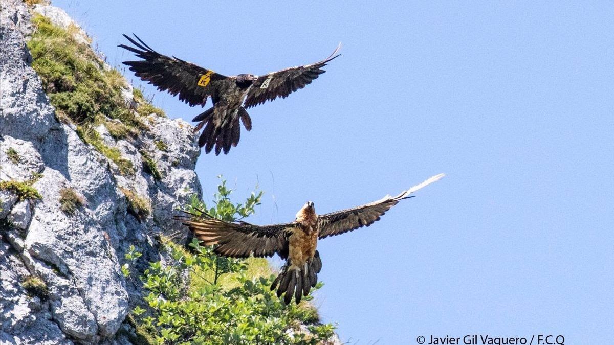 Ejemplares de Quebrantahuesos en los Picos de Europa.