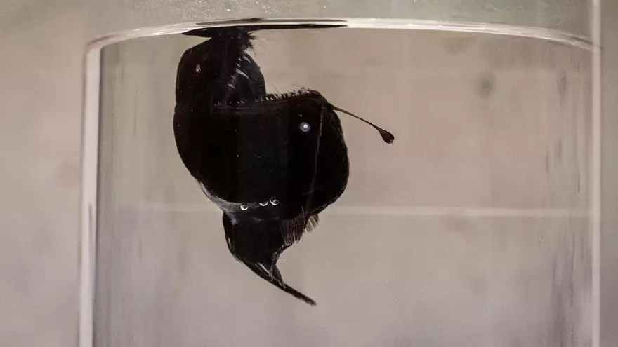La teoría sobre las últimas horas de la pez diablo encontrada en la costa de Tenerife: arrastrada a la superficie por una fuerte corriente