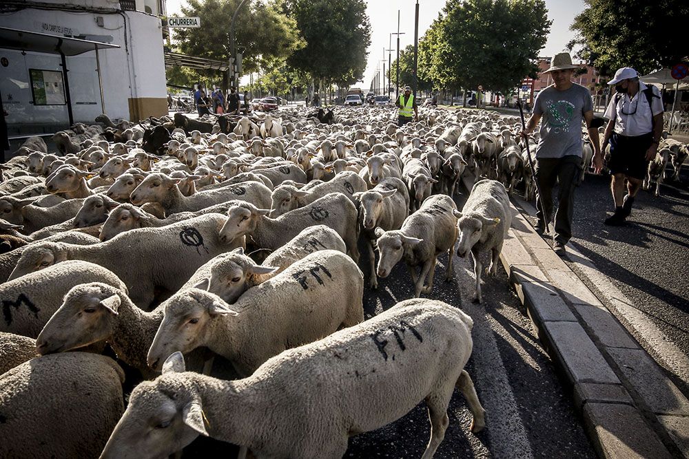 Los últimos trashumantes