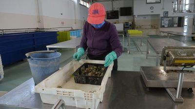 Clasificación de los bivalvos a su llegada a la lonja isleña.