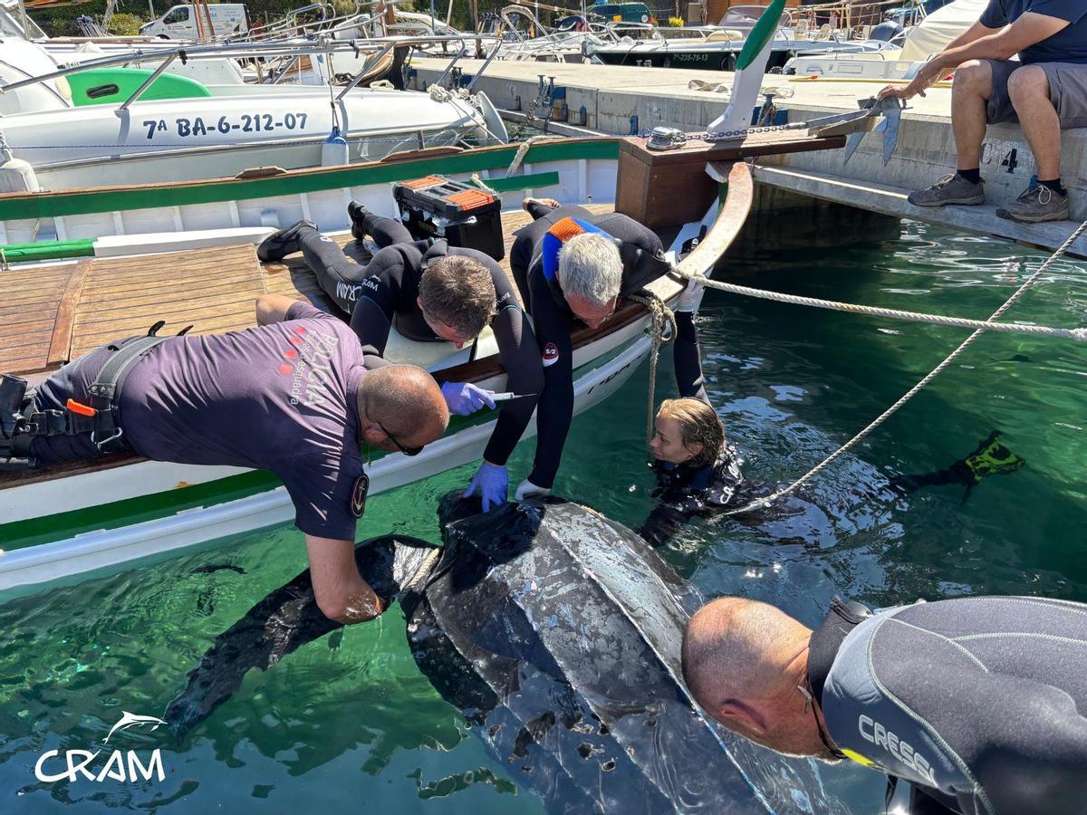 Rescats de fauna marina a la Costa Brava durant l'any passat