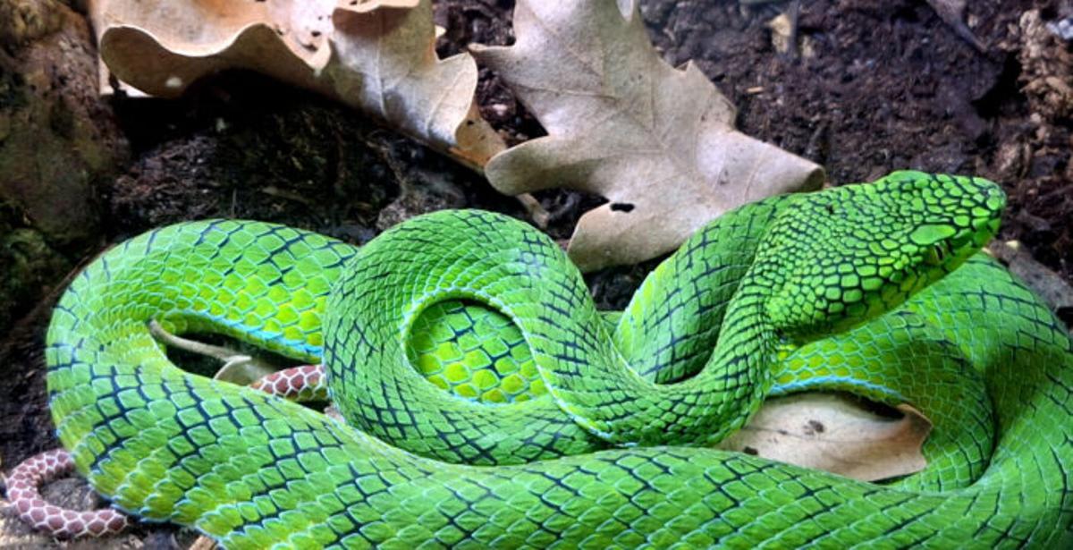 La Trimeresurus gunaleni, conocida como el “fantasma verde de Gunalen”, exhibida en Terra Natura Benidorm, una de las serpientes más raras del mundo.