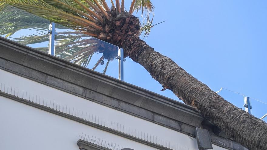 Una palmera se estrella contra un edificio en la Alameda de Colón