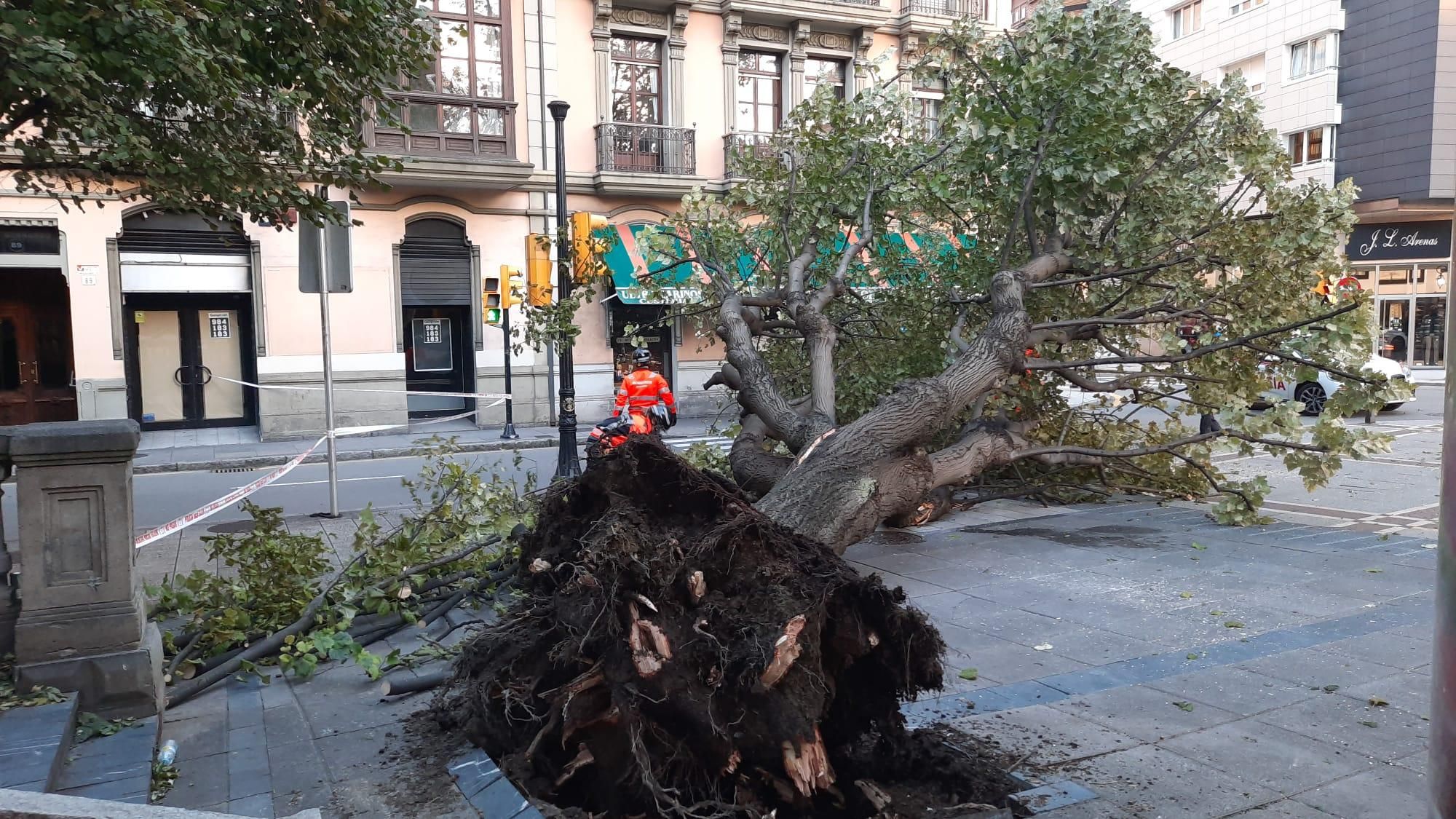 Un gran árbol cae sobre un paso de peatones en San Bernardo (Gijón)