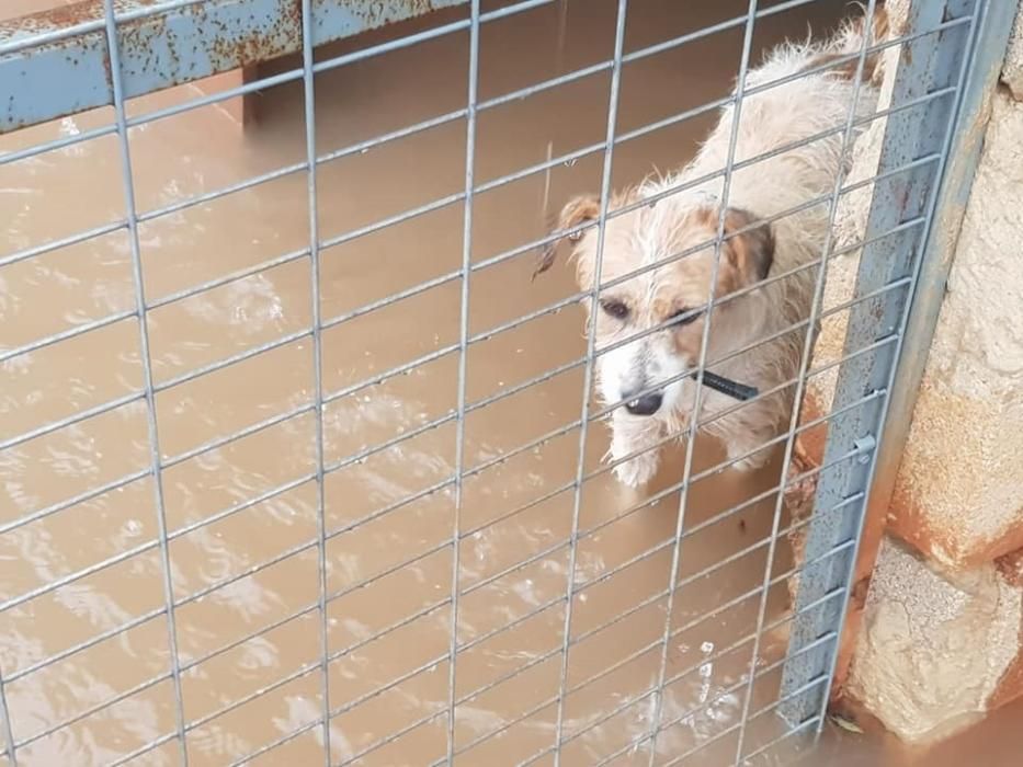 Modepran Valencia ha pedido ayuda para acoger a los animales del refugio de la pedanía de Benimàmet (València) después de que las fuertes lluvias hayan provocado la inundación del centro