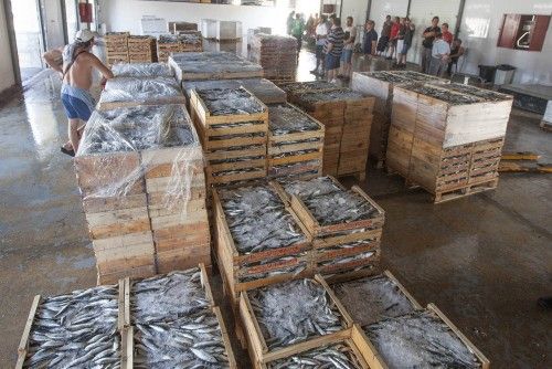 La pesca del boquerón regresa a lo grande en Torrevieja tras darse casi por extinguido