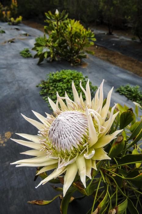 Plantación de proteas