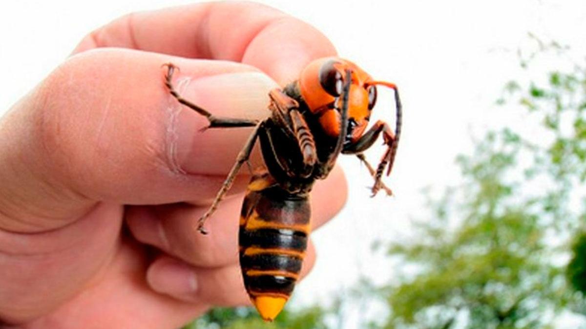 Así es la avista gigante asiática que amenaza a España