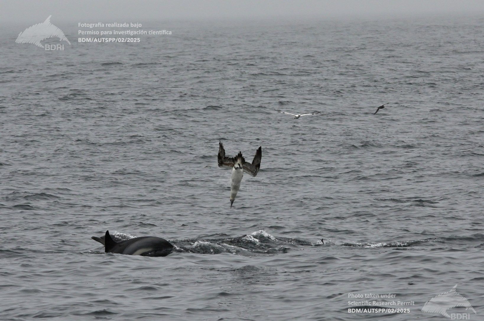 Biólogos, doctores y estudiantes del BDRI hacen un estrecho seguimiento de los mamíferos marinos en las rías de Vigo, Pontevedra y Arousa.