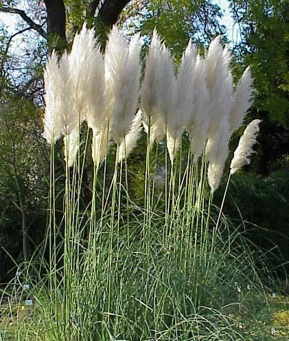 Cortaderia selloana - Coneguda com l’herba de la pampa Una planta que en l’actualitat també es trobamolt estesa, sobretot en zones de les planes litorals i deltaiques. Prové originariament d’Amèrica del Sur, concretament de la Patagònia