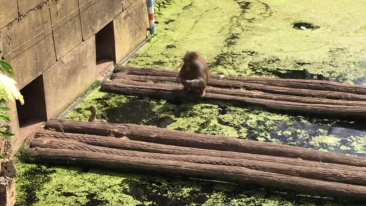 Ataque de un mono a unos patos en el zoo