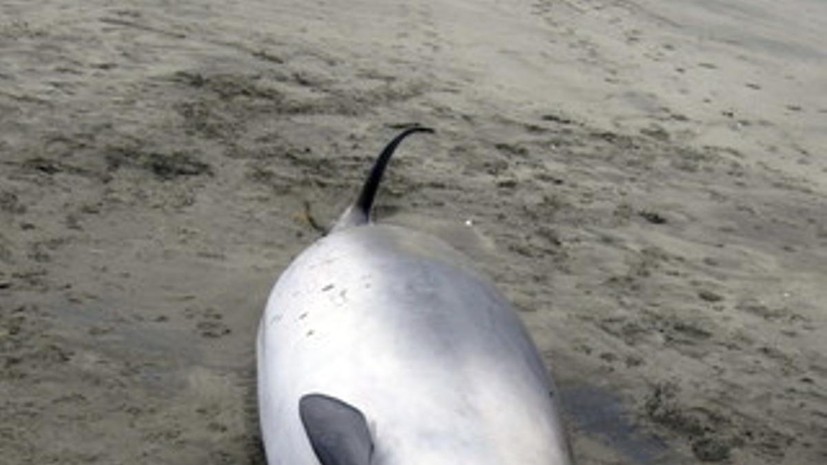 Un ejemplar de ballena picuda de Gray hallada en un playa de Nueva Zelanda.