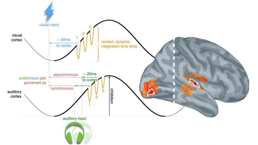 El cerebro nos engaña: integra visión y sonido como un todo