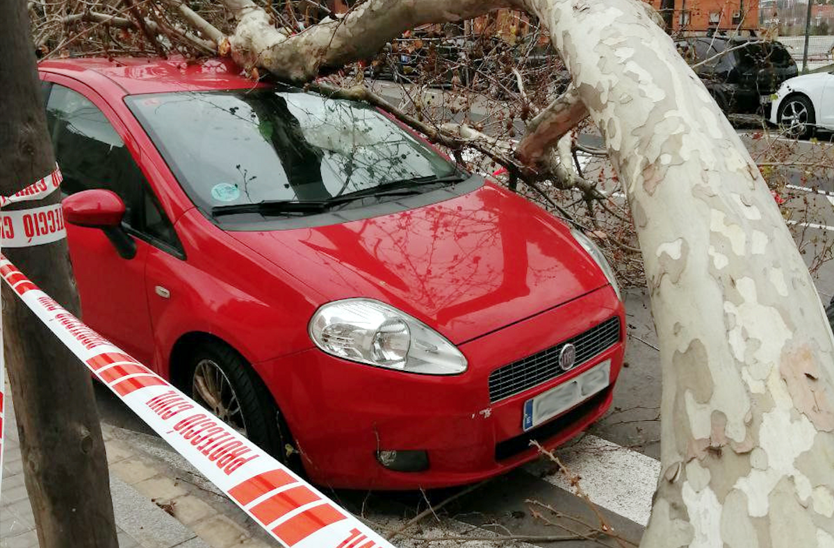 Un arbre cau pel vendaval a l’Hospitalet de Llobregat i afecta tres cotxes