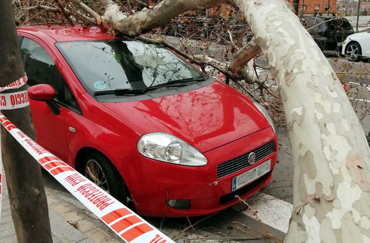 El árbol ha caído sobre tres turismos de la calle de l'Estronci, l'Hospitalet