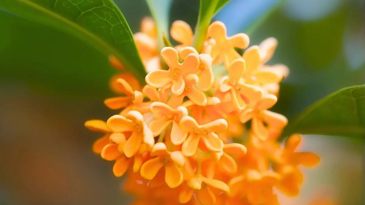 Larbre amb més perfum del món.
