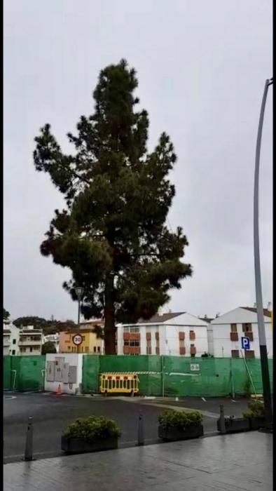 El pino canario de la Plaza de San Mateo, el tradicional árbol de Navidad ha sido talado
