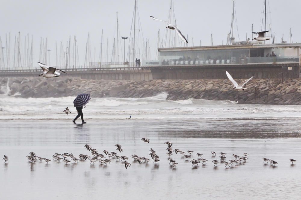 Las playas de la Malva-rosa, el Cabanyal y la Marina tras el temporal marítimo.