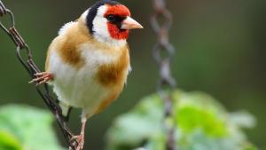 El jilguero europeo es una de las aves más preciadas por su canto, uno de los más bellos.