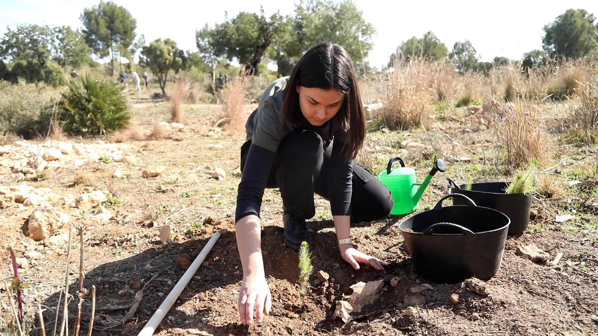 Estudiantes de distintas titulaciones de la CEU UCH han desarrollado tareas de reforestación con cerca de 700 plantas de diferentes especies autóctonas.