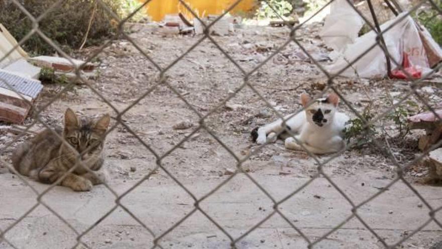 Alicante esterilizará palomas y gatas para controlar las colonias