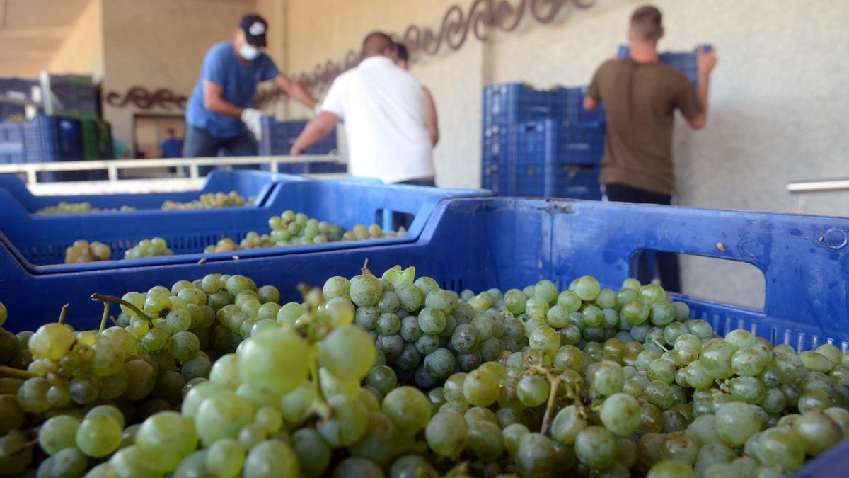 Imagen de una caja de uva albariña recolectada ayer en O Salnés