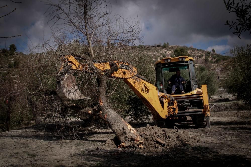 La Xylella se extiende por la provincia