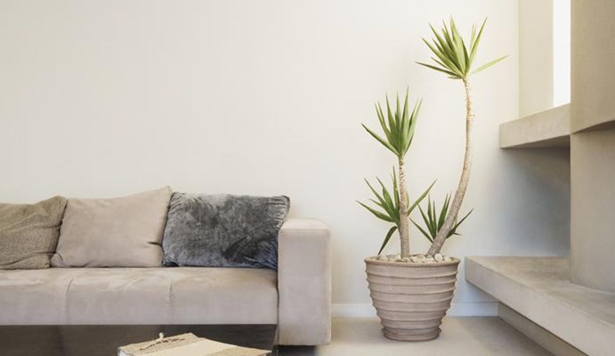 Ideas para decorar con plantas